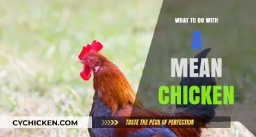 Handling a Mean Chicken: Tips for Taming Your Feisty Flock