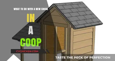 Welcoming New Chicks: A Guide to Coop Introduction Success