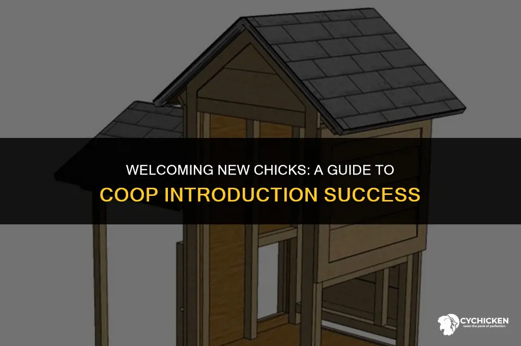 what to do with a new chick in a coop