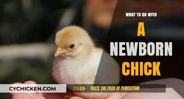 Caring for Newborn Chicks: Essential Tips for Happy, Healthy Babies