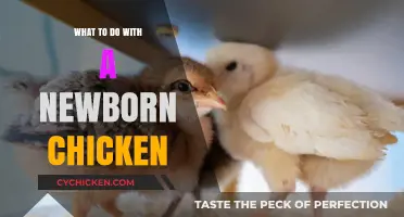 Caring for Newborn Chicks: Essential Tips for Happy, Healthy Babies