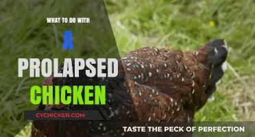 How to Treat and Manage a Prolapsed Chicken: Expert Tips