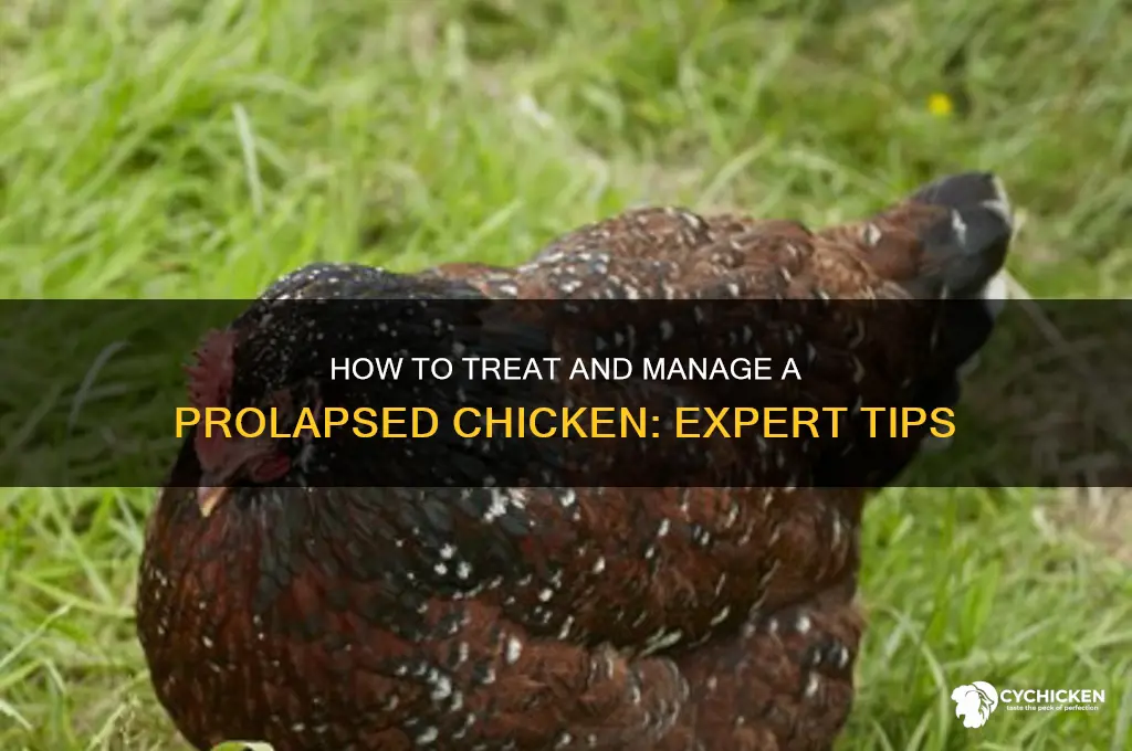 what to do with a prolapsed chicken