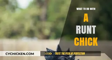 Caring for the Runt Chick: Tips for Raising a Healthy Flock