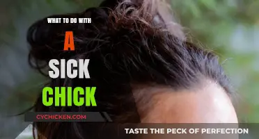Caring for a Sick Chick: Essential Steps for Recovery and Health