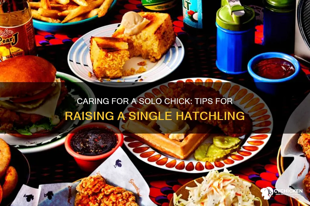 what to do with a single chick