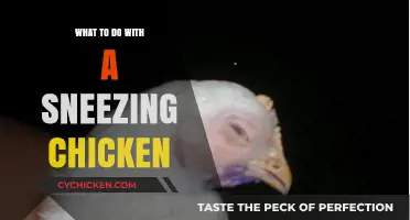Sneezing Chickens: Causes, Concerns, and Care Tips for Poultry Owners