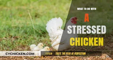 Calming Your Stressed Chicken: Practical Tips for Happy, Healthy Poultry