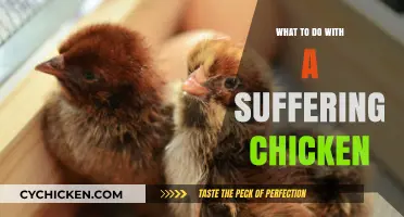 Caring for a Suffering Chicken: Essential Steps to Help Your Flock
