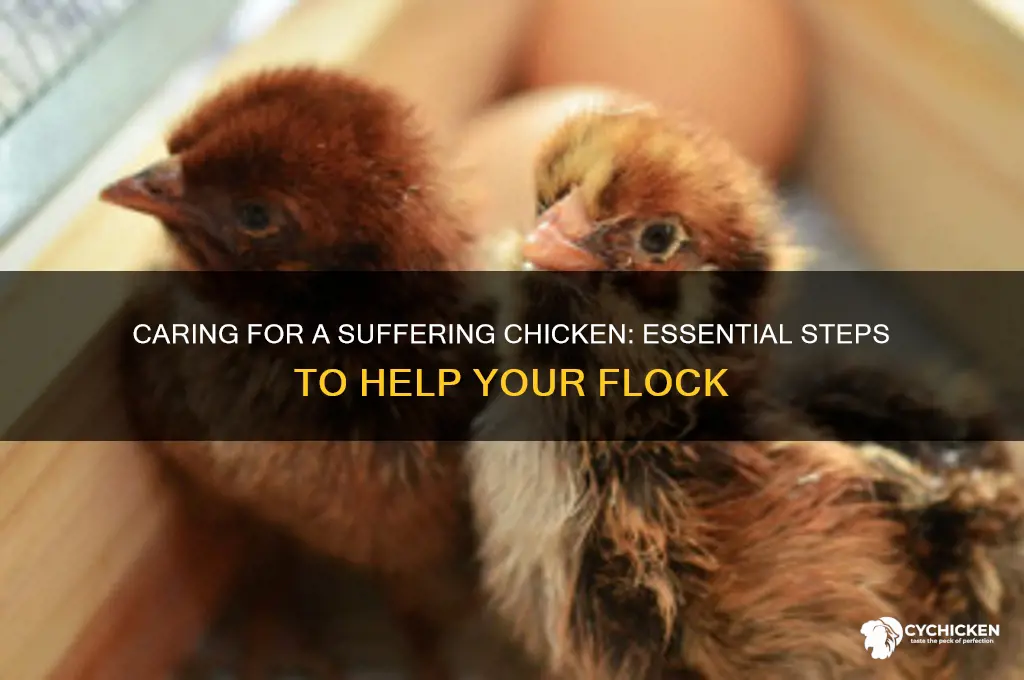 what to do with a suffering chicken