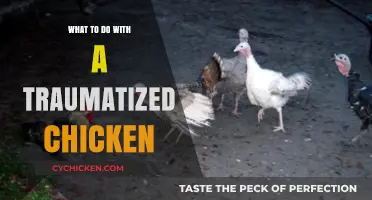 Healing Your Traumatized Chicken: Gentle Care and Recovery Tips