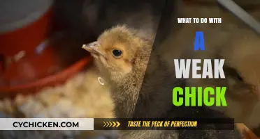 Caring for Fragile Chicks: Essential Tips for Weak Poultry Care