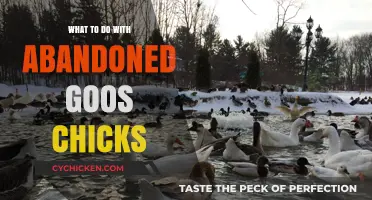 Caring for Abandoned Goose Chicks: A Step-by-Step Rescue Guide