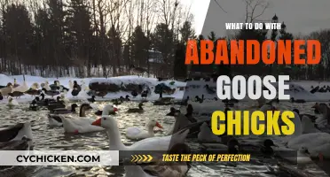 Caring for Abandoned Goose Chicks: A Guide to Rescue and Rehabilitation