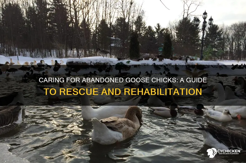 what to do with abandoned goose chicks