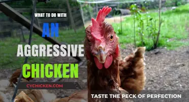 Managing Aggressive Chickens: Effective Strategies for a Peaceful Flock
