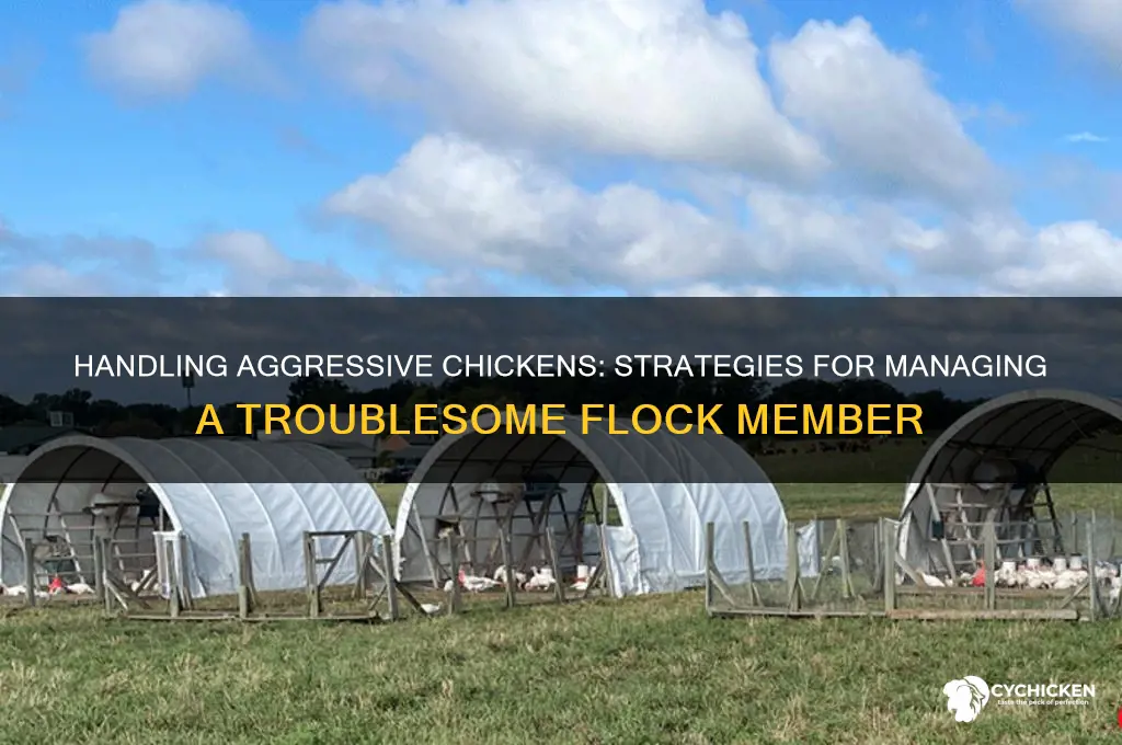 what to do with an asshole chicken