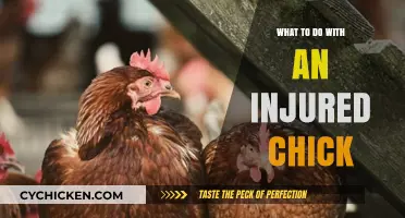 Caring for Injured Chicks: Essential Steps to Help Them Heal