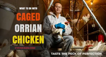 Caged Orrian Chicken Care: Tips for Happy, Healthy Birds