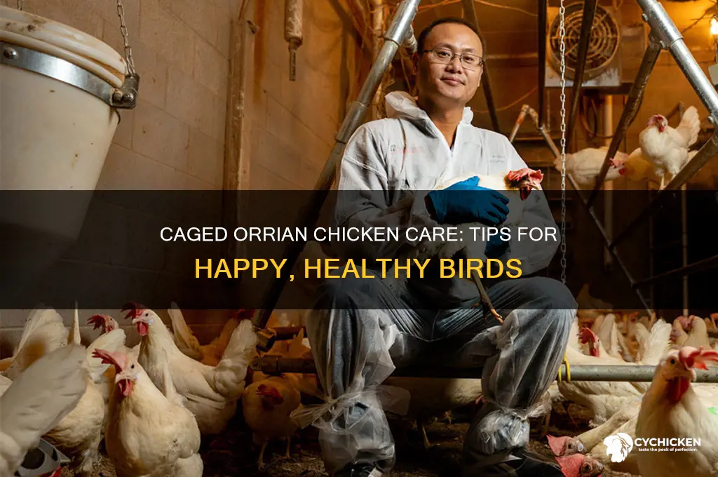 what to do with caged orrian chicken