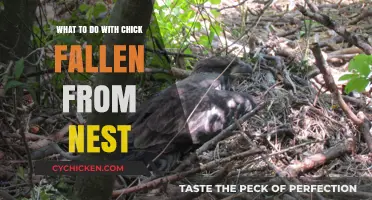 Helping Fallen Chicks: Safe Steps to Rescue and Reunite with Nest