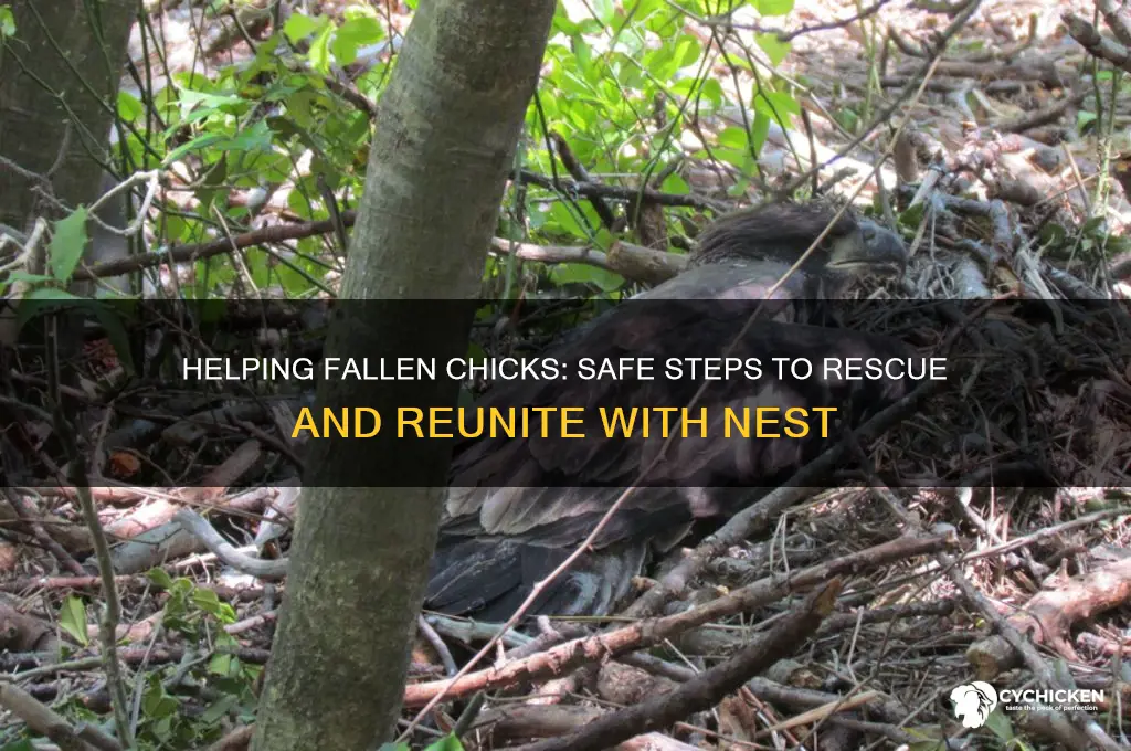 what to do with chick fallen from nest