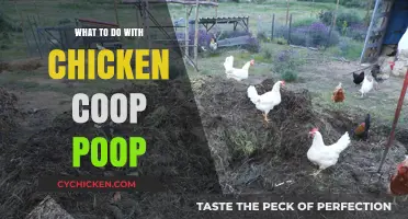 Sustainable Solutions: Repurposing Chicken Coop Waste for a Greener Garden