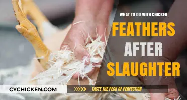 Sustainable Solutions: Repurposing Chicken Feathers Post-Slaughter for Eco-Friendly Use