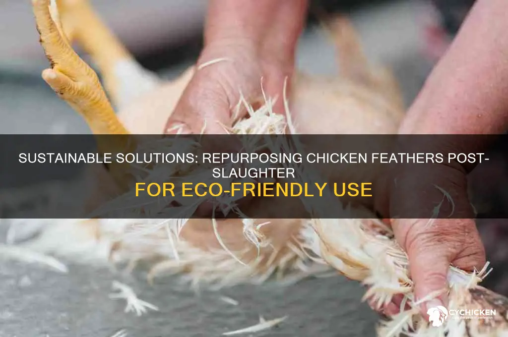 what to do with chicken feathers after slaughter