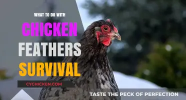 Survival Hacks: Creative Uses for Chicken Feathers in the Wild