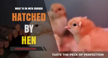 Caring for Hen-Hatched Chicks: Essential Tips for New Chicken Keepers