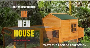 Managing Your Hen House: Effective Tips for Chicken Care and Productivity
