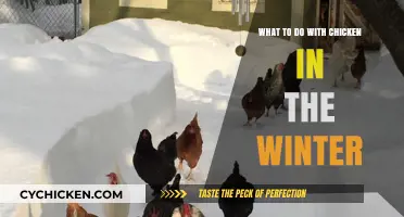 Winter Chicken Care: Tips for Happy, Healthy Birds in Cold Weather