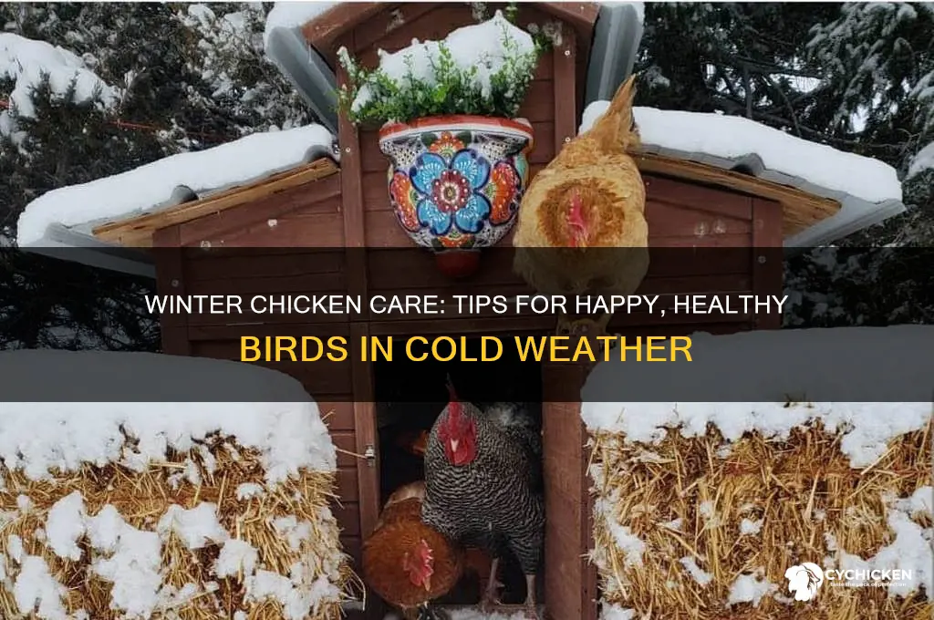what to do with chicken in the winter