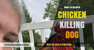 Managing Chicken-Killing Dogs: Effective Solutions and Prevention Strategies