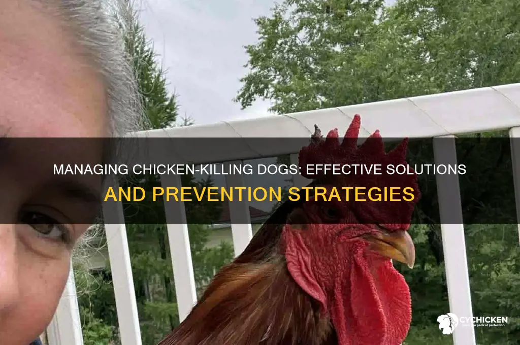 what to do with chicken killing dog