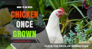 Maximizing Your Flock: Profitable and Practical Uses for Mature Chickens