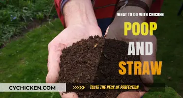 Eco-Friendly Solutions: Managing Chicken Poop and Straw for Garden Gold