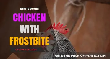 Frostbitten Chicken: Quick Remedies and Care Tips for Recovery