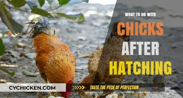 Caring for Chicks Post-Hatch: Essential Tips for New Hatchlings