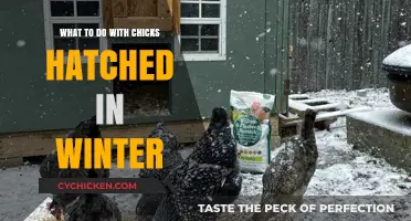 Winter Chick Care: Tips for Raising Hatchlings in Cold Months