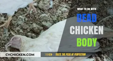 Handling Dead Chickens: Safe and Eco-Friendly Disposal Methods