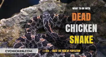 Handling Dead Chicken Snakes: Safe Disposal and Environmental Tips