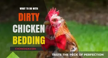 How to Clean and Reuse Dirty Chicken Bedding Safely and Effectively