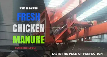 Transforming Fresh Chicken Manure: Creative Uses for Garden and Farm