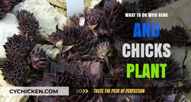 Caring for Hens and Chicks: Propagation, Maintenance, and Creative Display Ideas