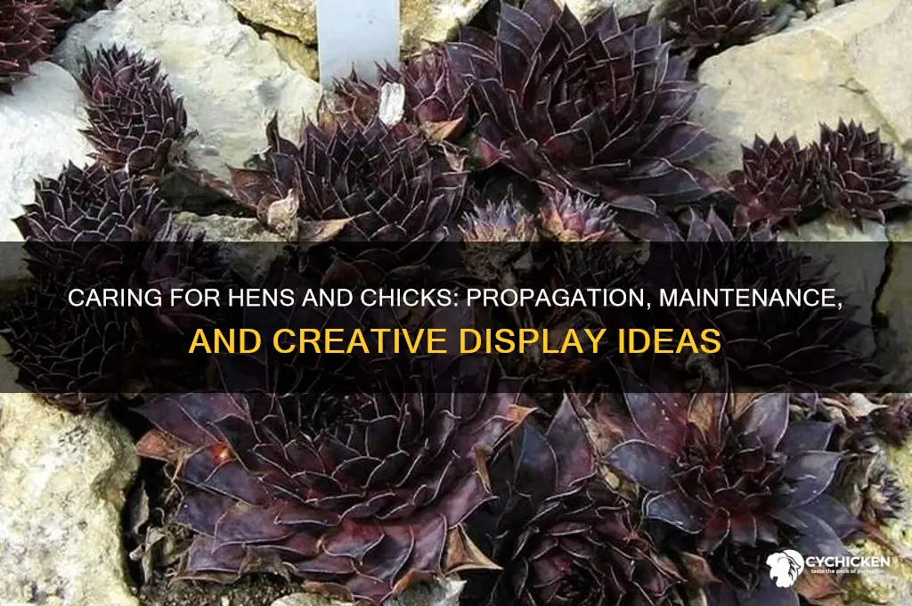 what to do with hens and chicks plant