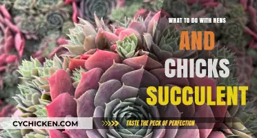 Caring for Hens and Chicks Succulents: Propagation, Care, and Display Tips