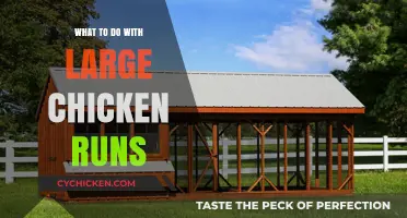 Maximize Your Large Chicken Run: Creative Uses and Management Tips