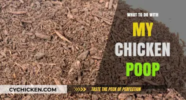 Creative Ways to Recycle Chicken Poop for Garden and Home Use
